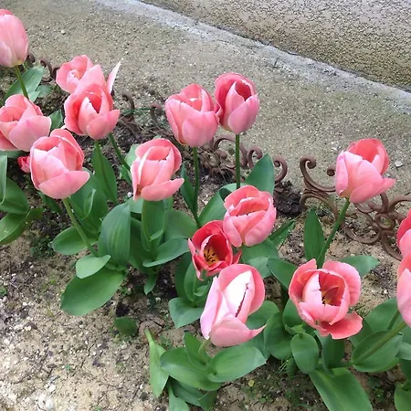Le Beausejour Carcassonne