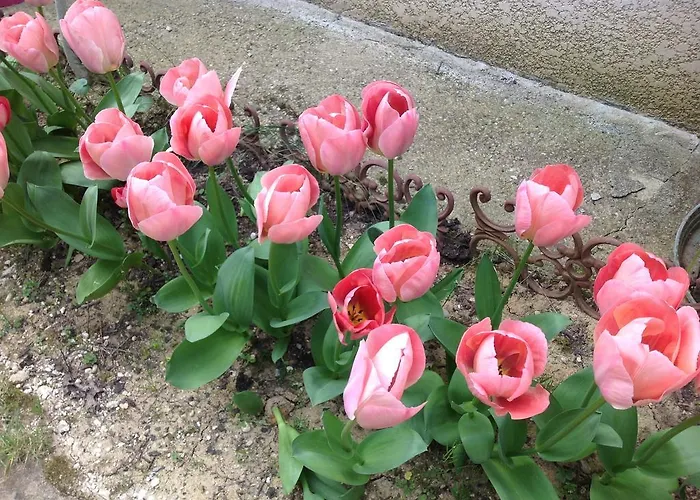 Le Beausejour Carcassonne